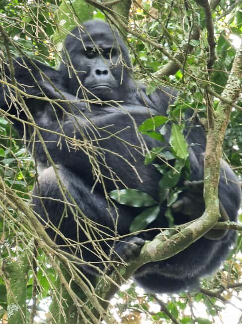 Uganda and Rwanda: 8-Day Gorillas and Wildlife Safari - FAQ