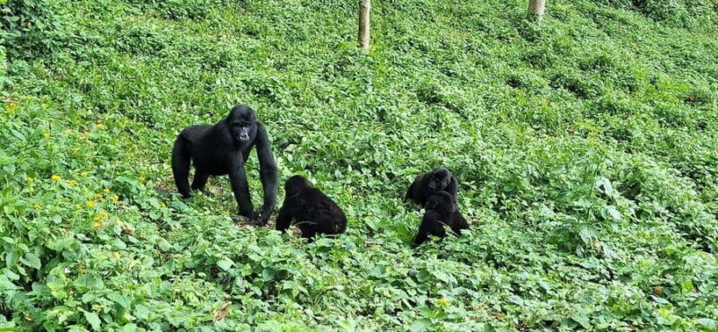 Uganda: Gorilla Trekking and Walking Safari 6-Day Tour - An Overview of the Experience