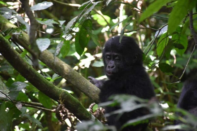 Uganda: Gorilla Trekking and Walking Safari 6-Day Tour - Practical Tips for Potential Travelers