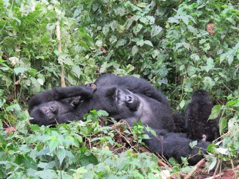 Uganda: Gorilla Trekking and Walking Safari 6-Day Tour - The Sum Up
