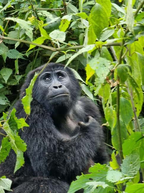 Uganda Immersion: 7 Day Safari -People, Wildlife and Culture - Exploring Uganda in Depth
