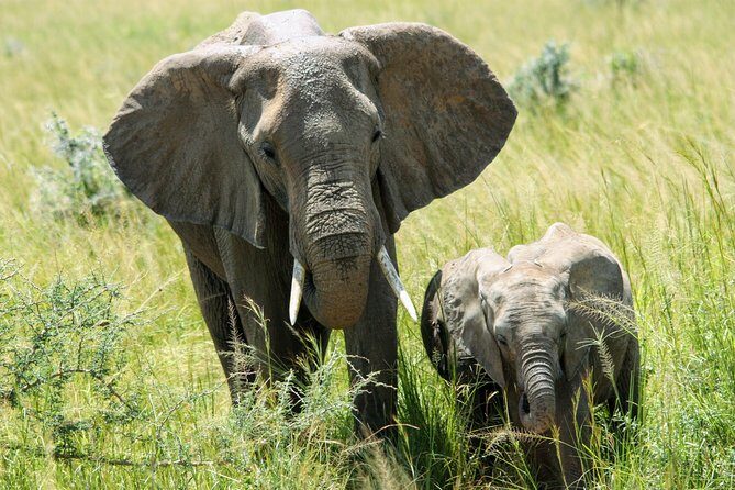 Uganda Wildlife Holiday - 8 Days - An Overview of the 8-Day Uganda Safari