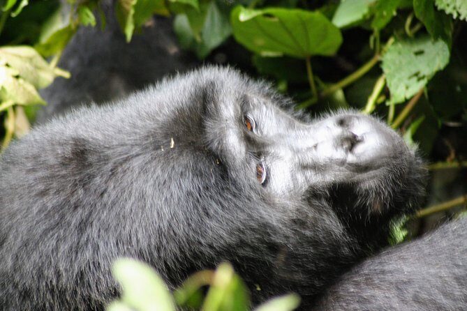 Uganda Wildlife Holiday - 8 Days - FAQ