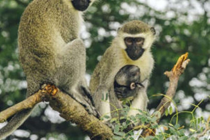 Uganda:15-Day Best of Uganda Wildlife Safari Adventure - An In-Depth Look at the 15-Day Uganda Safari