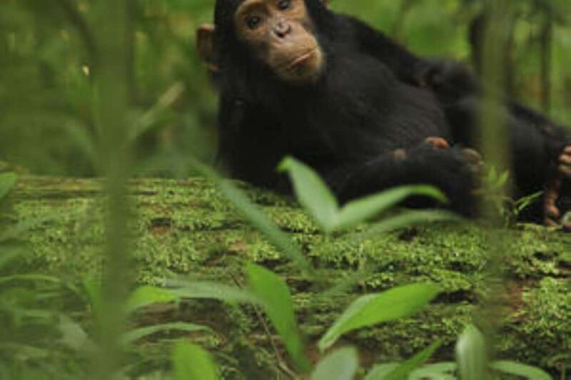 Uganda:15-Day Best of Uganda Wildlife Safari Adventure - Practical Details and Value