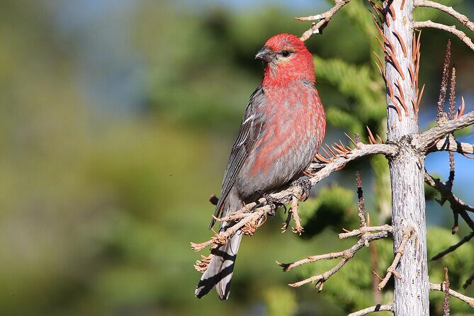 Uinta Mountains Birding and Nature Expedition - Introduction