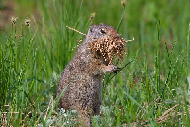 Uinta Mountains Birding and Nature Expedition - FAQ