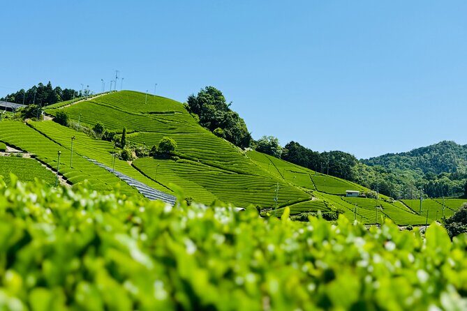 Uji and Wazuka Matcha Farm Half Day Private Guided Tour - Key Points
