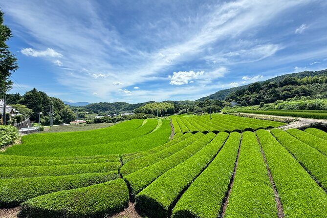 Uji and Wazuka Matcha Farm Half Day Private Guided Tour - Additional Highlights and Tips