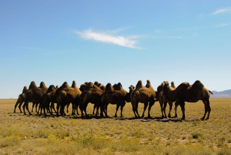 Ulaanbaatar: Semi-Gobi Desert Day Trip & Camel Ride - Key Points