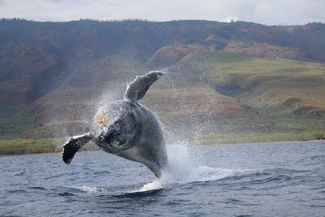 Ultimate 2 Hour Exclusive VIP Whale Watch Tour - The Experience You Can Expect