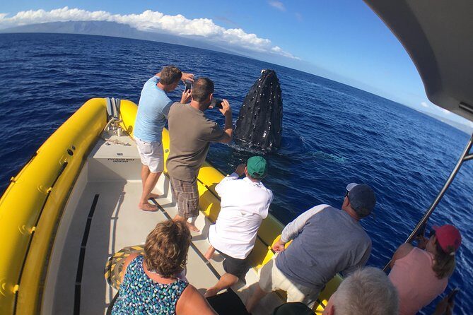 Ultimate 2 Hour Exclusive VIP Whale Watch Tour - Authentic Encounters Backed by Rave Reviews