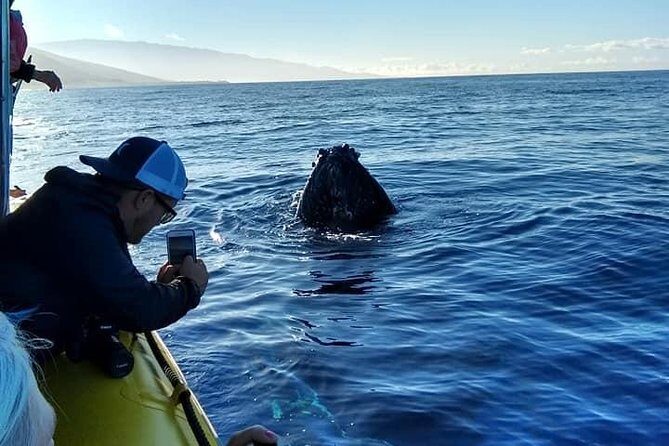 Ultimate 2 Hour Exclusive VIP Whale Watch Tour - Pricing and Value