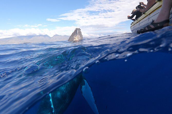 Ultimate 2 Hour Exclusive VIP Whale Watch Tour - Who Should Book This Tour?
