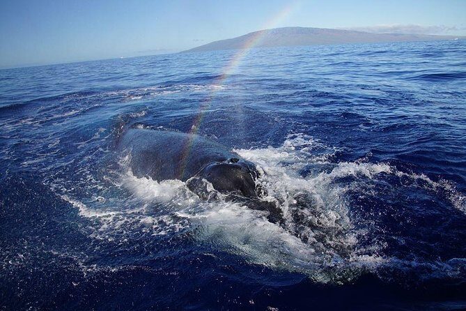Ultimate 2 Hour Exclusive VIP Whale Watch Tour - Final Thoughts