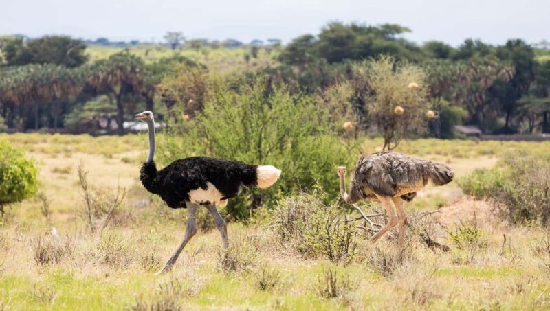 Ultimate 5 Days Amboseli Tsavo West & Tsavo East Safari. - Key Points