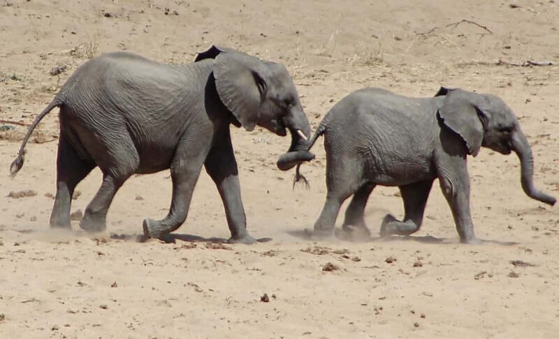 Ultimate 5 Days Amboseli Tsavo West & Tsavo East Safari. - An In-Depth Look at the Itinerary
