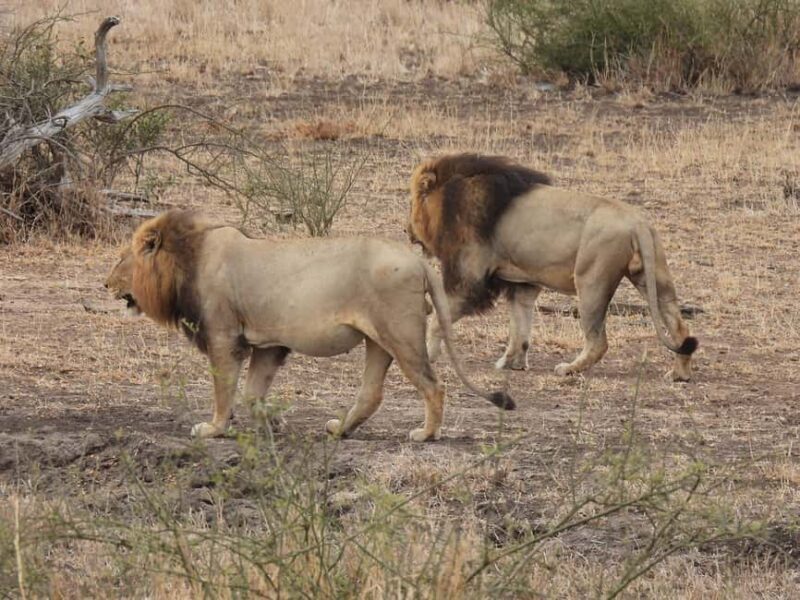 Ultimate 5 Days Amboseli Tsavo West & Tsavo East Safari. - Final Thoughts: Is This Safari Right for You?