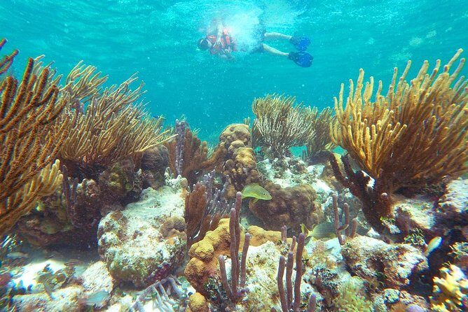 Ultimate 5x1 Combo with ATV, Ziplines, Cenote & Reef Snorkeling - An In-Depth Look at What the Tour Offers