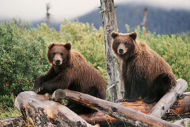 Ultimate Anchorage and Turnagain Arm Private Full Day Tour - Transportation, Timing, and Practical Details