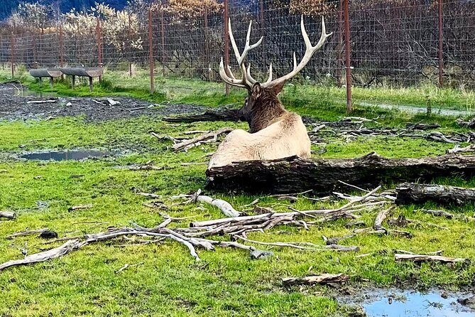 Ultimate Anchorage Summer Wildlife Tour - Introduction