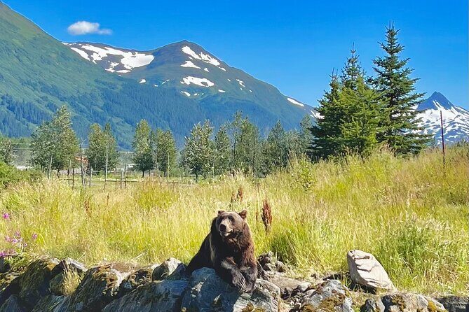 Ultimate Anchorage Summer Wildlife Tour - A Thorough Look at the Itinerary