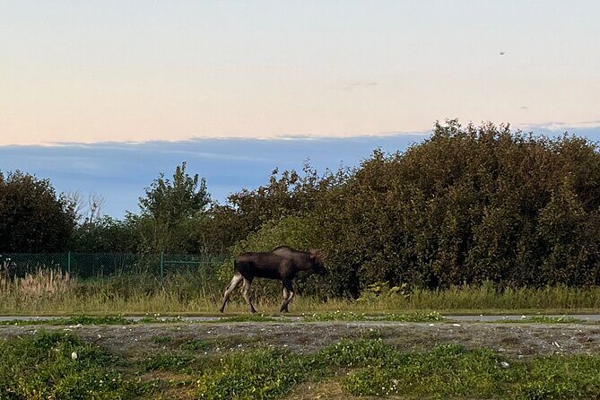 Ultimate Anchorage Winter Wildlife & Sunset Tour - Who Will Love This Tour?