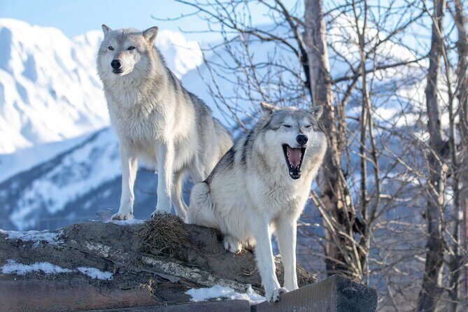 Ultimate Anchorage Winter Wildlife & Sunset Tour - Frequently Asked Questions