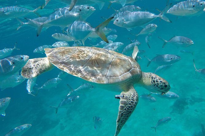 Ultimate Barbados Beach Day And Snorkel Cruise - The Sum Up