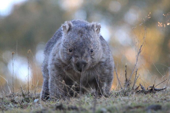 Ultimate Blue Mountains and Wildlife Tour - Final Thoughts