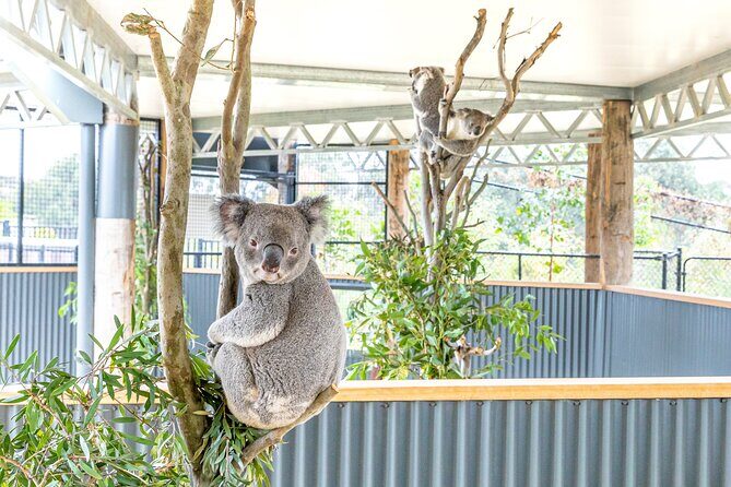Ultimate Blue Mountains, Scenic World, Zoo & Lincoln's Rock Tour - Who Is This Tour Best For?