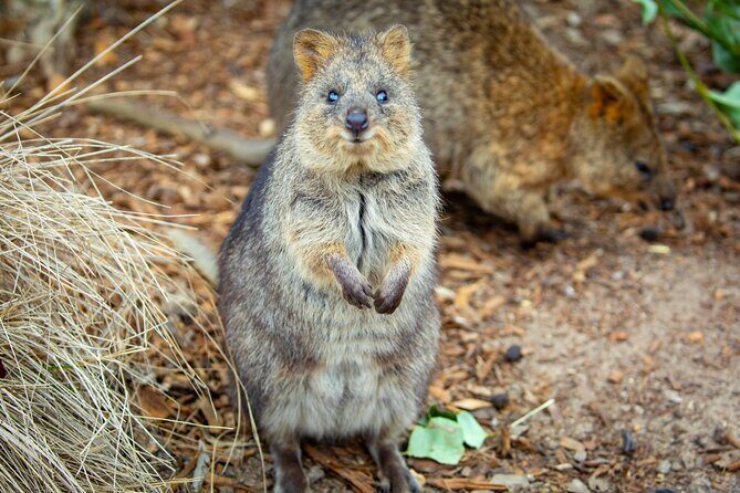 Ultimate Blue Mountains, Scenic World, Zoo & Lincoln's Rock Tour - FAQ