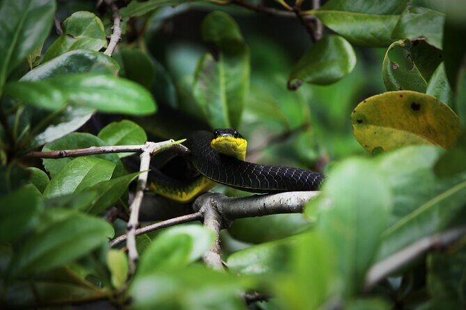 Ultimate Daintree Rainforest Wildlife Experience Cruise - Key Points