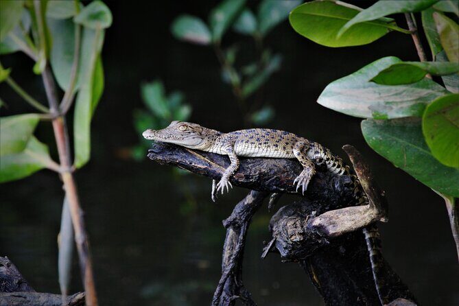 Ultimate Daintree Rainforest Wildlife Experience Cruise - FAQs