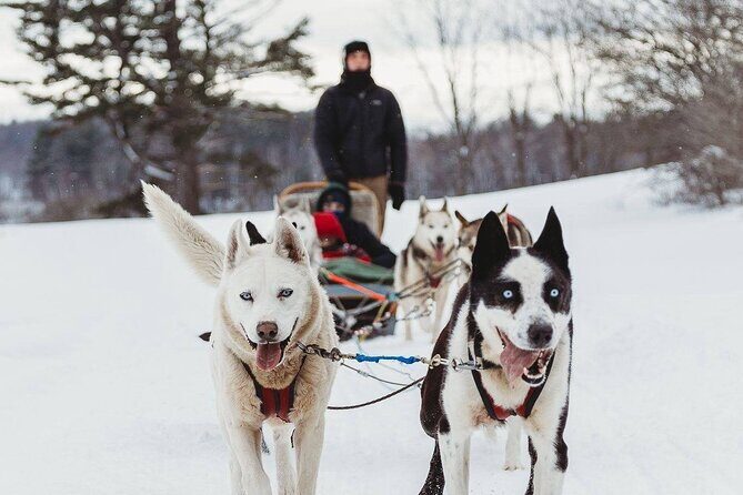 Ultimate Dog Sledding Tour - Day trip from Ottawa & Gatineau - Key Points