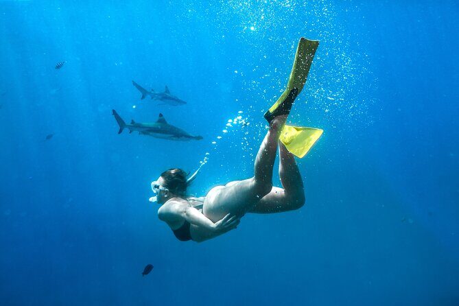 Ultimate Encounter Snorkel with Sharks in Fiji - Overview of the Experience