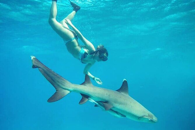 Ultimate Encounter Snorkel with Sharks in Fiji - Potential Drawbacks and Considerations