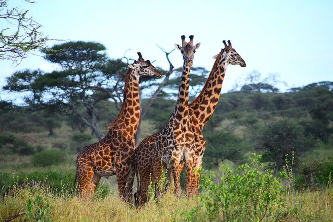 Ultimate Guide For The Best 4-Days Serengeti Safari in Tanzania - An Introduction to the 4-Day Serengeti Safari