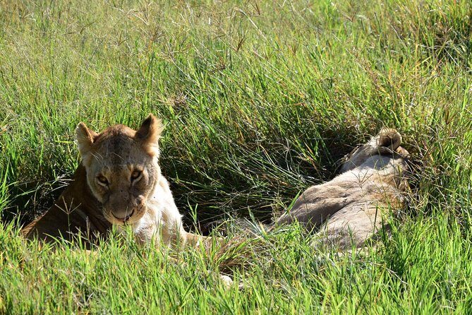 Ultimate Guide For The Best 4-Days Serengeti Safari in Tanzania - The Experience in Detail