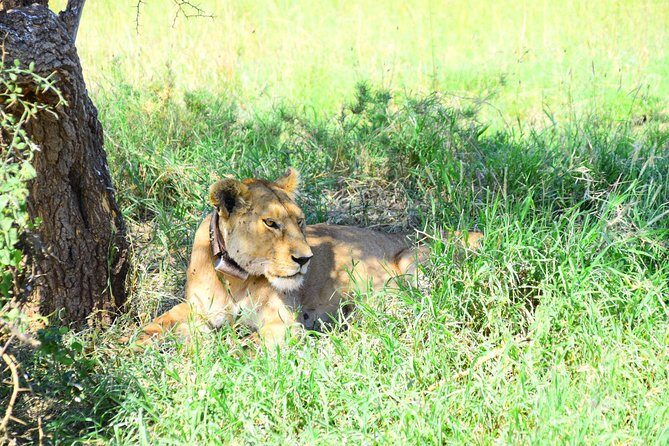 Ultimate Guide For The Best 4-Days Serengeti Safari in Tanzania - FAQ