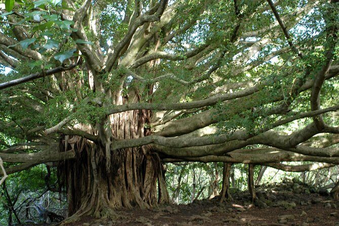 Ultimate Hana Full-Day Adventure Tour - Starting Point and Transportation