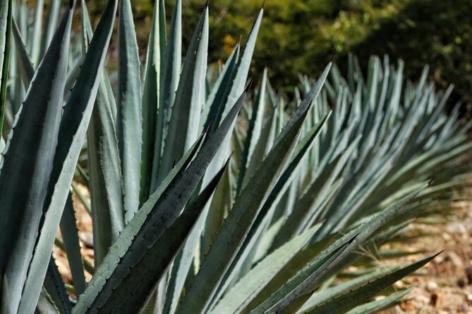 Ultimate Hierve el Agua Hike + Mezcal - What the Price Gets You