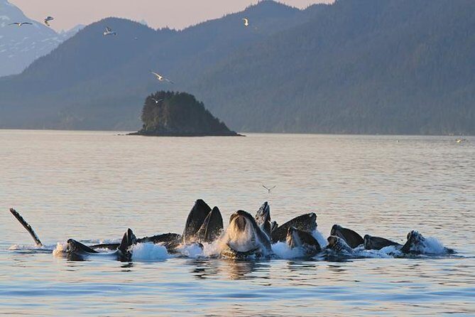 Ultimate Juneau Whale Watch Plus Mendenhall Glacier Photo Stop - Introduction