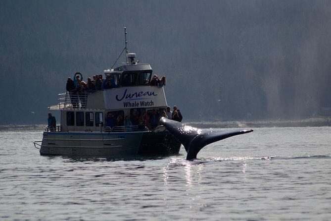 Ultimate Juneau Whale Watch Plus Mendenhall Glacier Photo Stop - What to Expect From the Tour