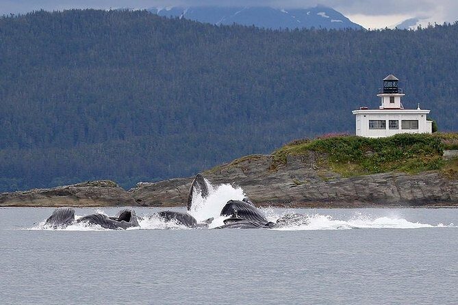 Ultimate Juneau Whale Watch Plus Mendenhall Glacier Photo Stop - Who Will Love This Tour?