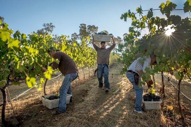 Ultimate Mornington Peninsula Food and Wine Small Group Tour - The Itinerary: What to Expect from Start to Finish