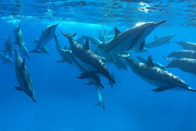 Ultimate Ocean Encounters Midday Snorkel - A Detailed Look at the Experience