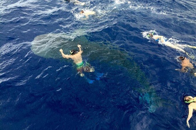 Ultimate Ocean Encounters Midday Snorkel - Final Thoughts: Is It Worth Your Time?