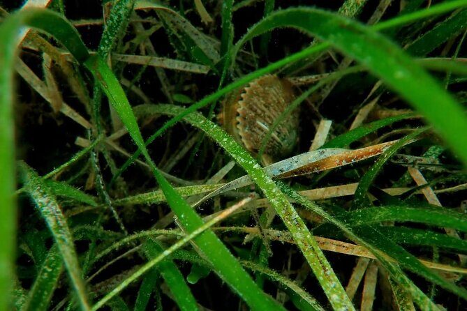 Ultimate Private Scalloping Adventure in Crystal River - An In-Depth Look at the Experience