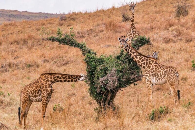 Ultimate Safari: Nairobi Park Game Drive & Sunset Sundowner - The Sunset Sundowner: A Moment of Tranquility
